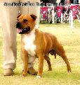 Staffordshire Bull Terrier